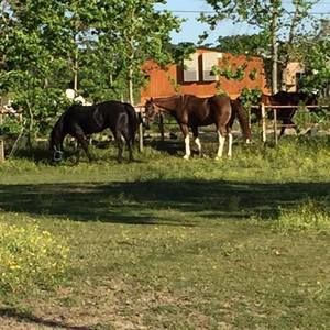 Meet your Posher, Jo anne